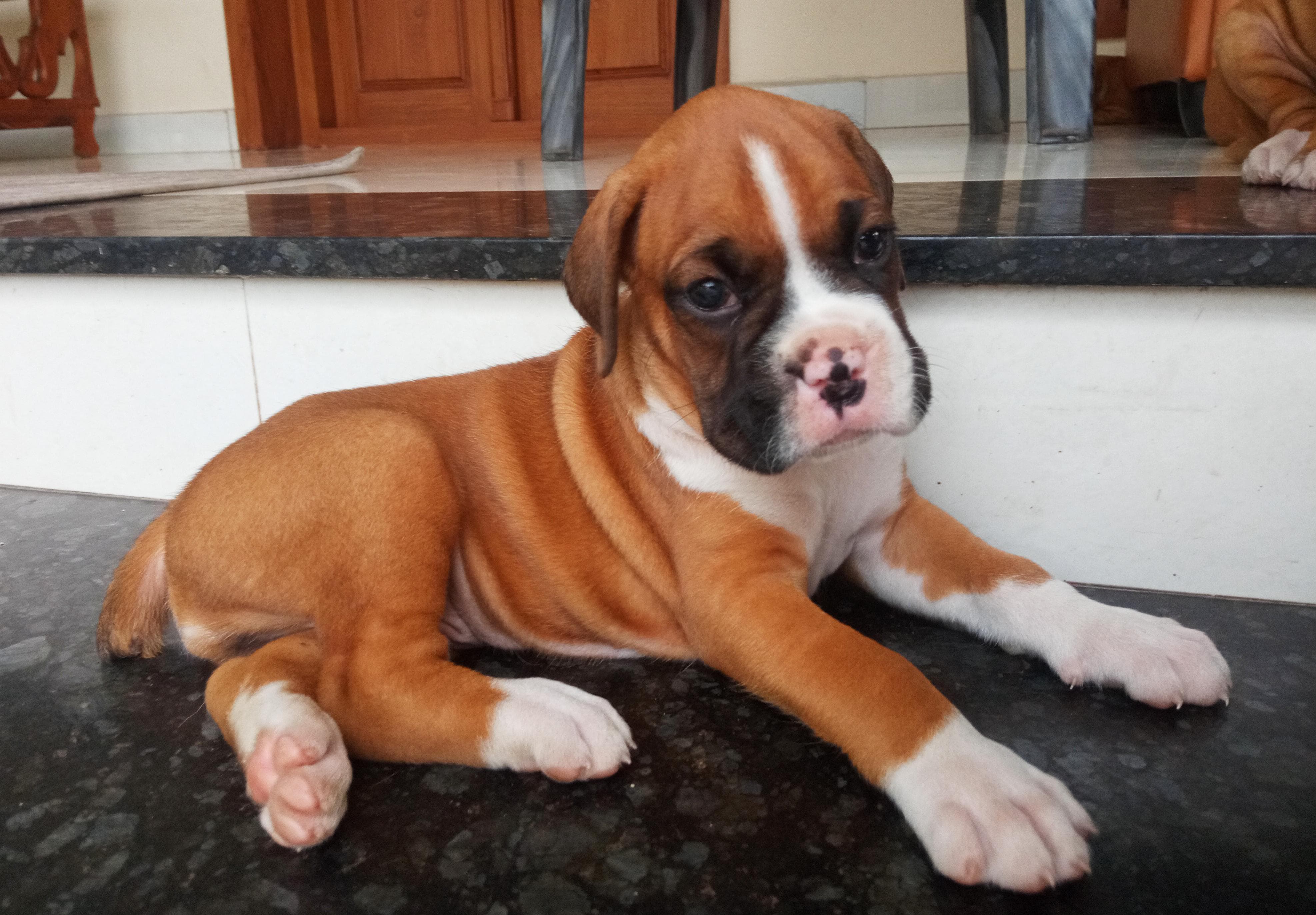 boxer dog price in goa