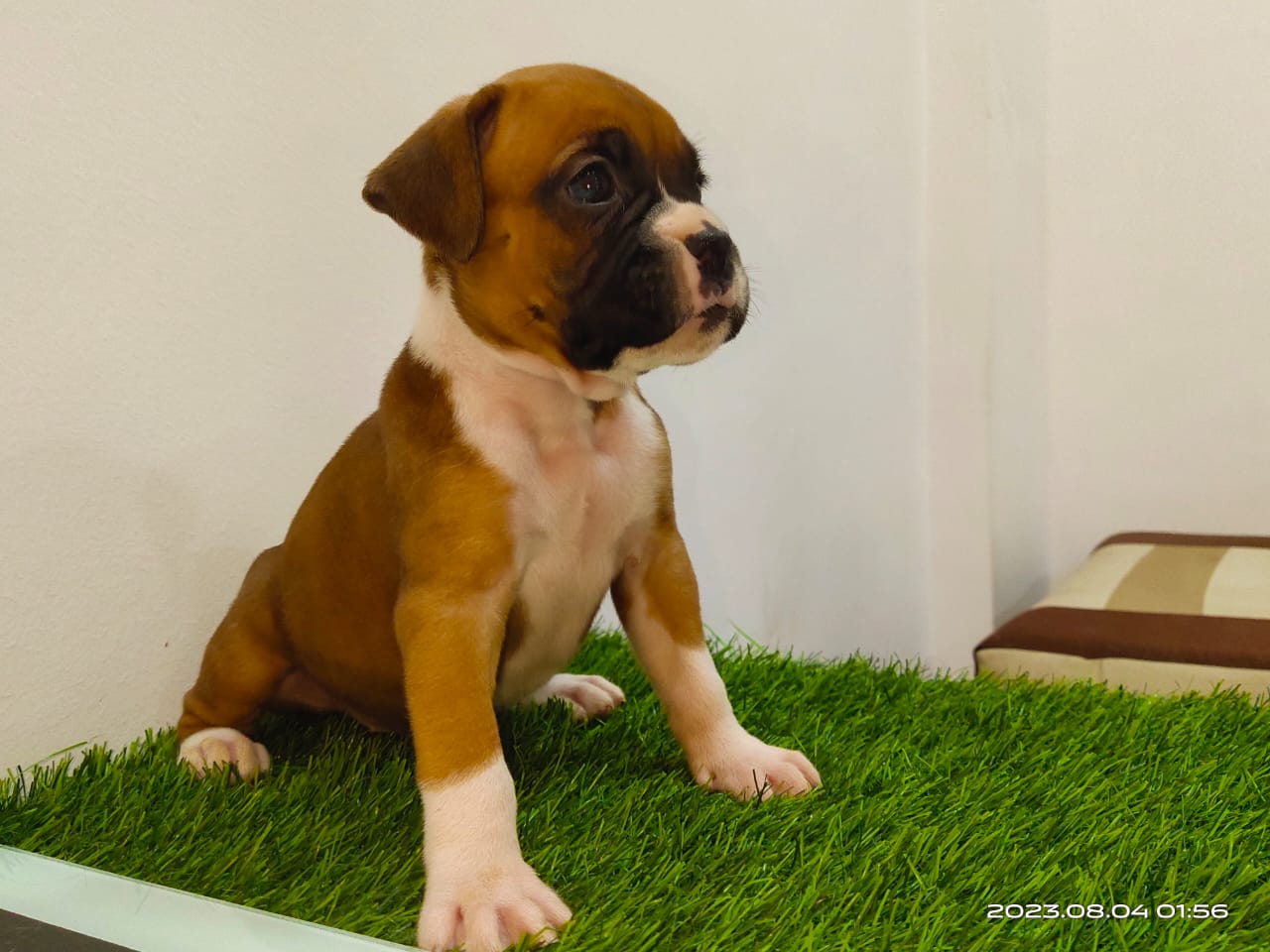boxer dog price in jaipur