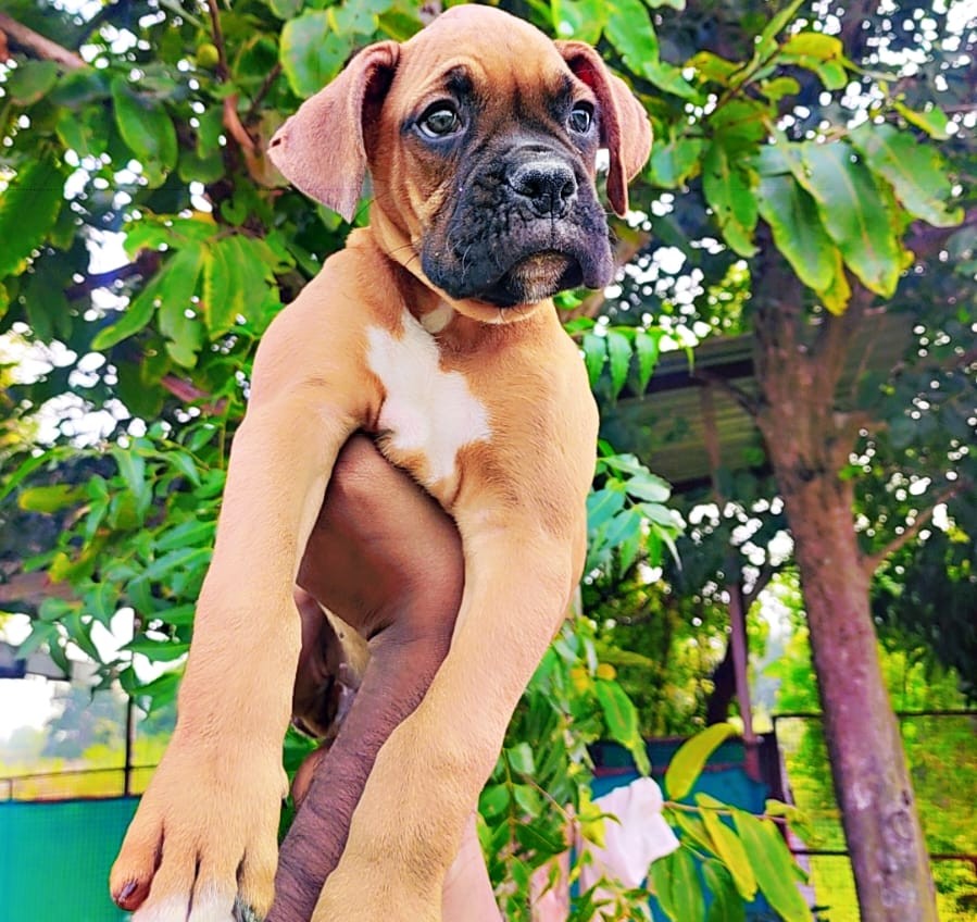 buy boxer puppy in jaipur