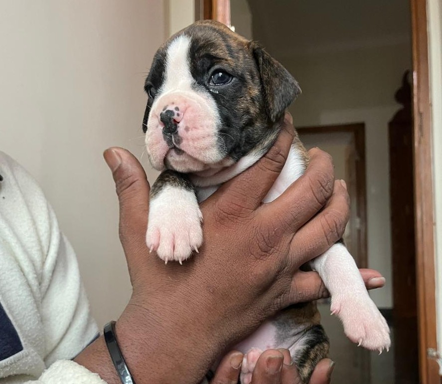 boxer dog breeder in jaipur