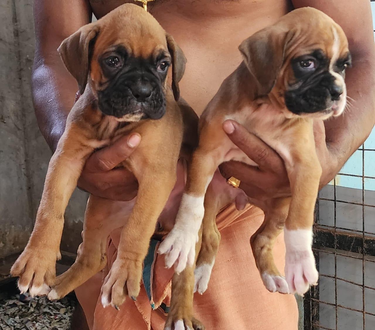 boxer male puppy for sale in jaipur