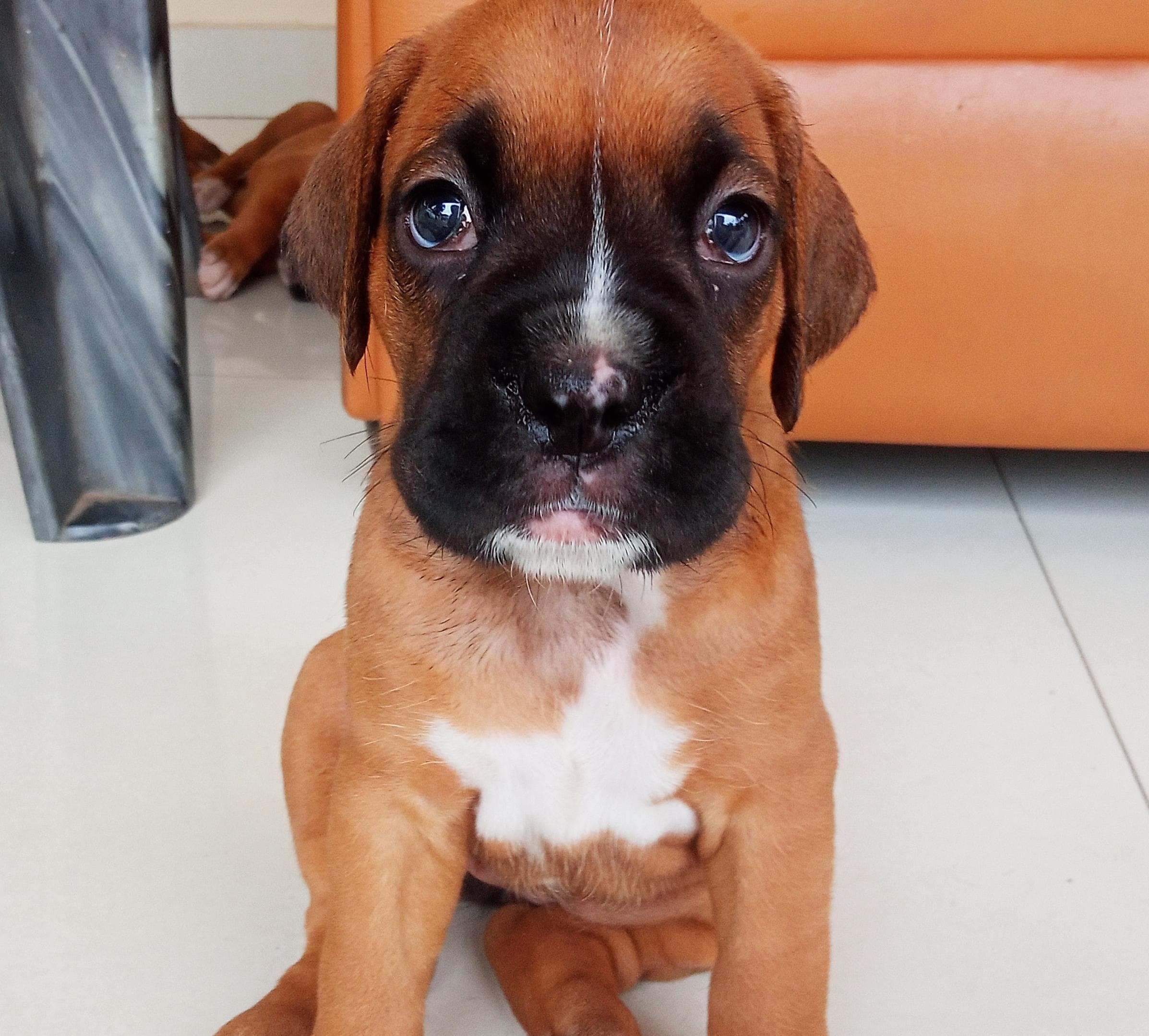 boxer puppies for sale online in jaipur