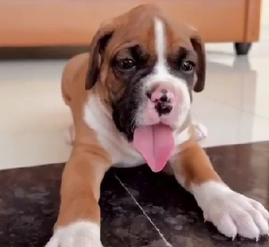 boxer female puppies for sale in jaipur