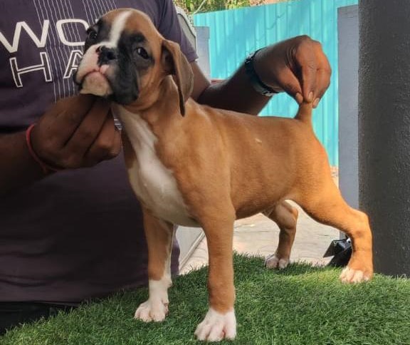 boxer dog price in vizag