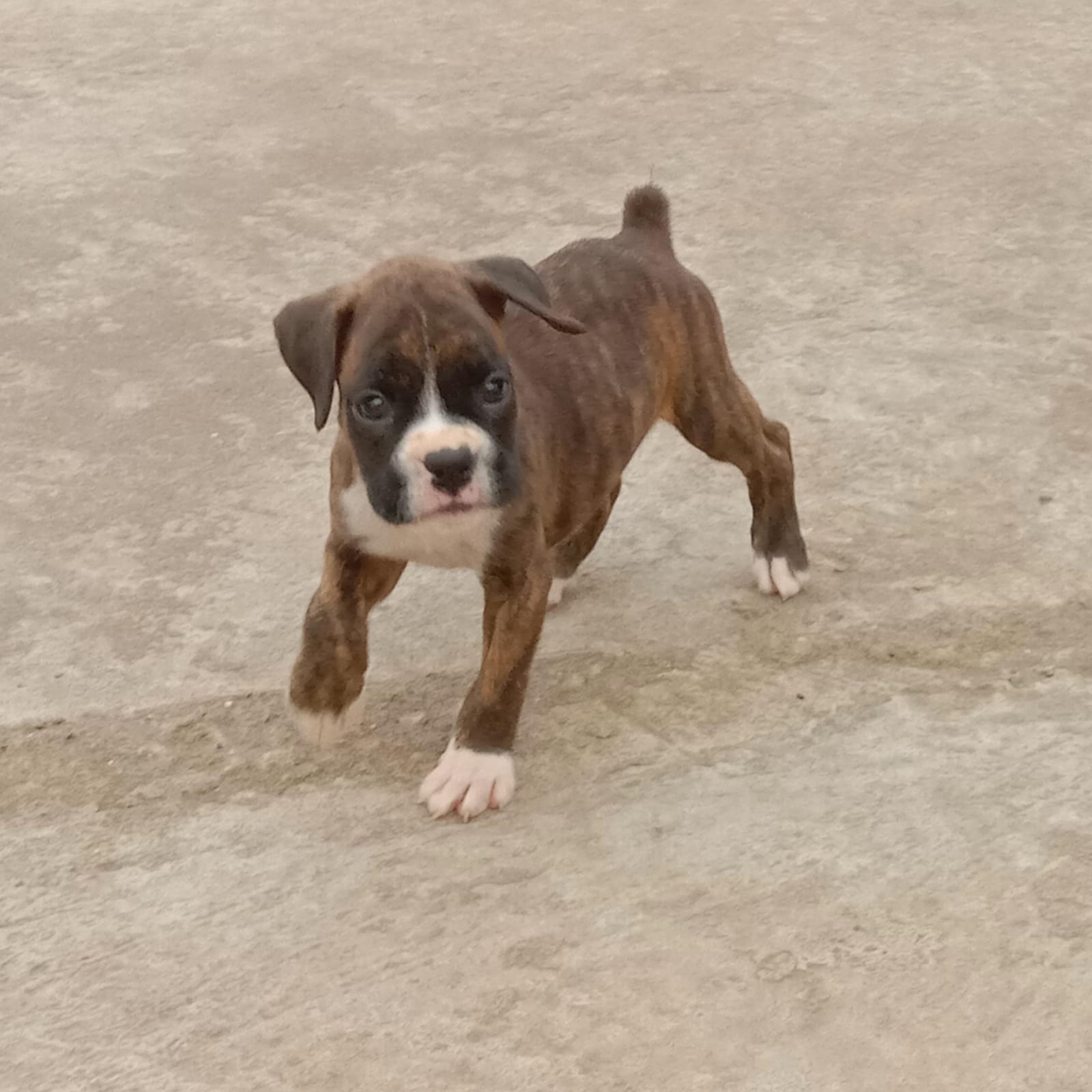 boxer puppies for sale online in vizag