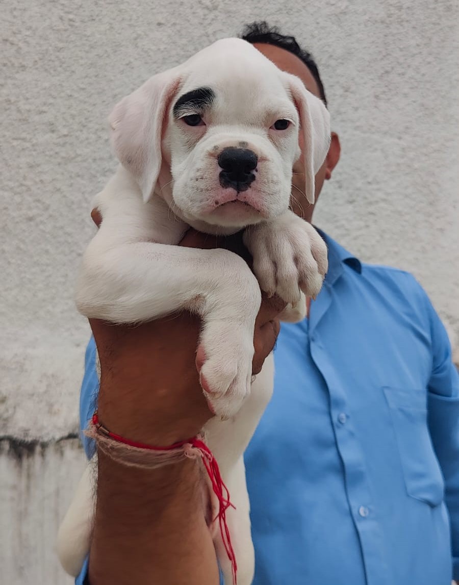 boxer pet shop in vizag