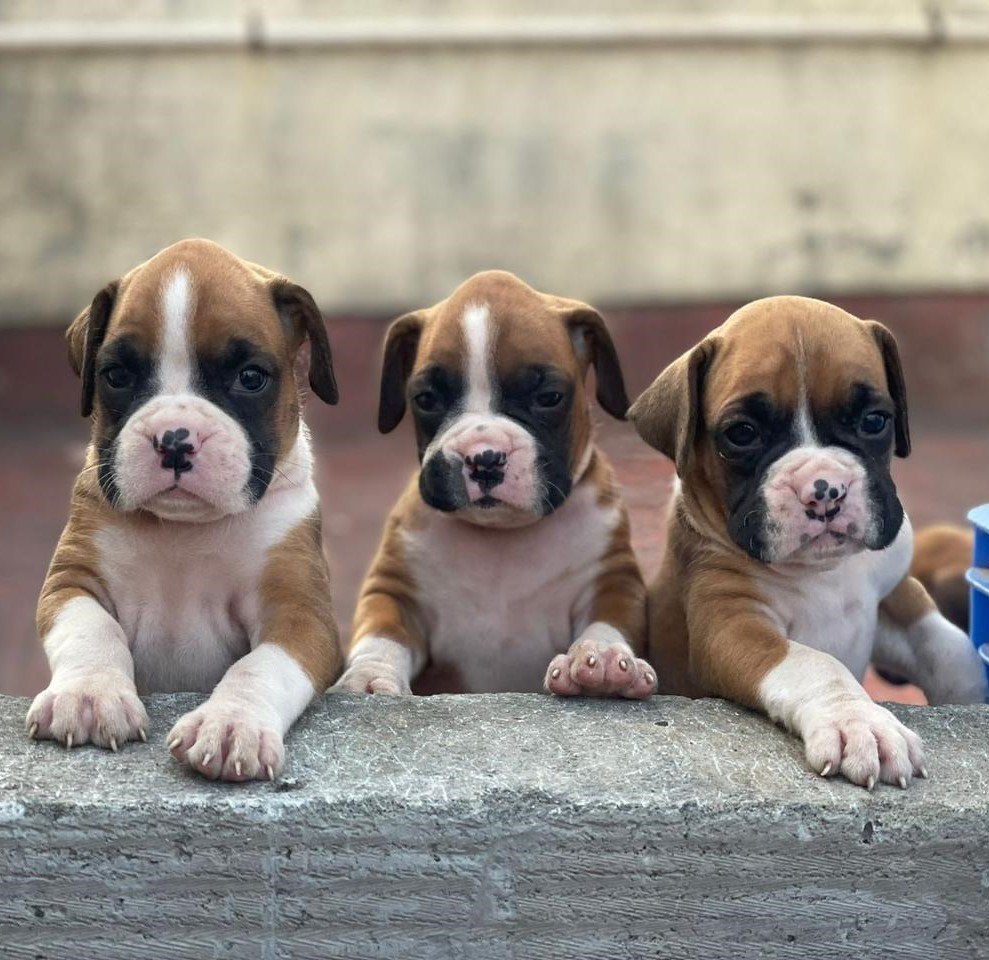 boxer puppy for sale in vizag