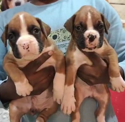 buy boxer puppy in vizag