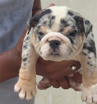 English Bulldog price in Bangalore