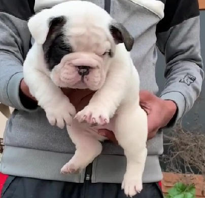 English Bulldog male puppy price in Bangalore