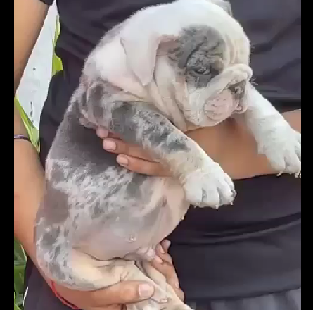 English Bulldog puppy price in Bangalore