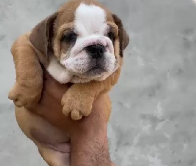 English Bulldog online purchase in Bangalore