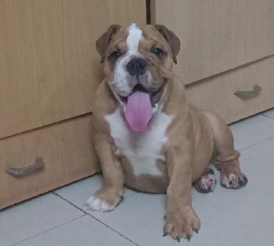 English Bulldog price pet shop Bangalore