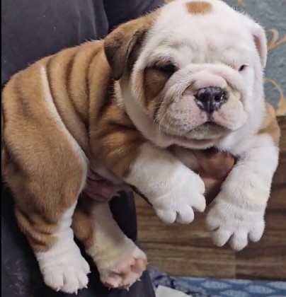 English Bulldog female puppy price in Bangalore