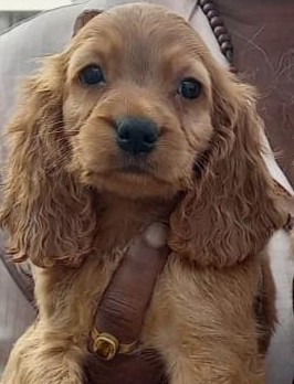 cocker spaniel dog breeder in mumbai