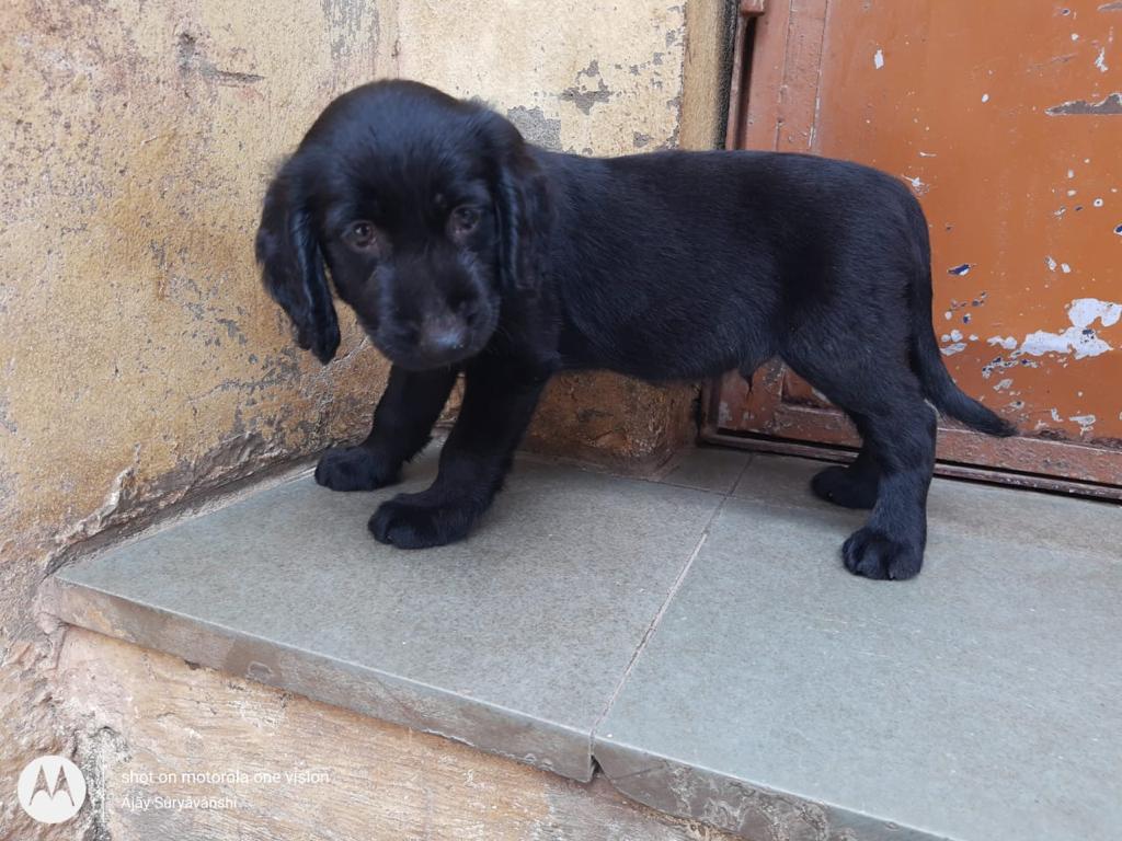 buy cocker spaniel puppies online in mumbai