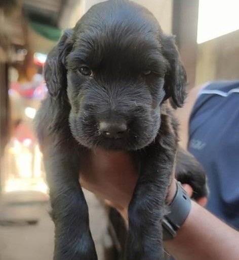 purebred cocker spaniel puppies for sale in mumbai