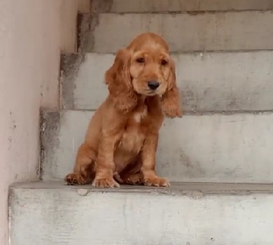 cocker spaniel pet shop in mumbai