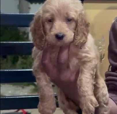 cocker spaniel dog price in pune