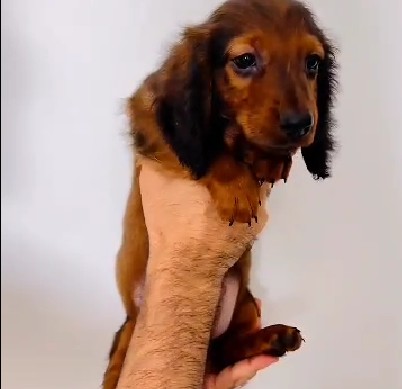 buy cocker spaniel puppies online in pune