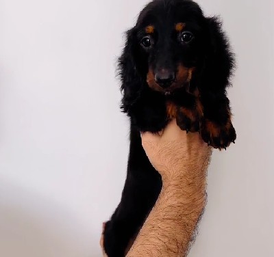 cocker spaniel dog for sale in pune