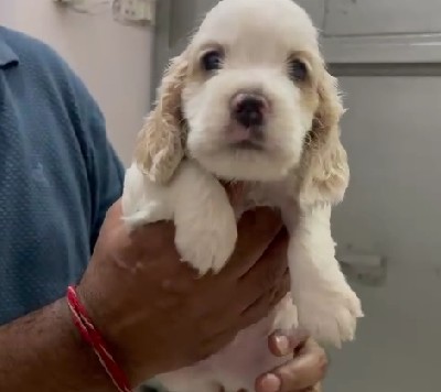 pure bred cocker spaniel puppies for sale in pune