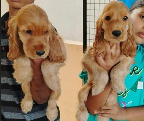 cocker spaniel dog breeder in pune