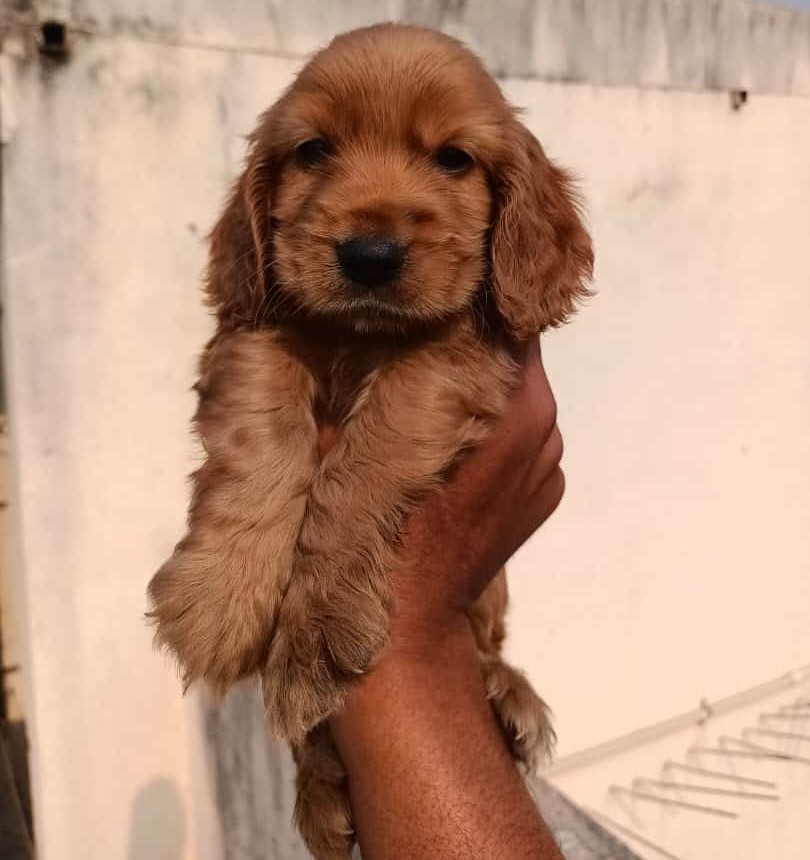 cocker spaniel puppies for sale online in ahmedabad