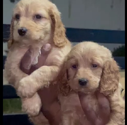 vaccinated cocker spaniel puppies price in pune