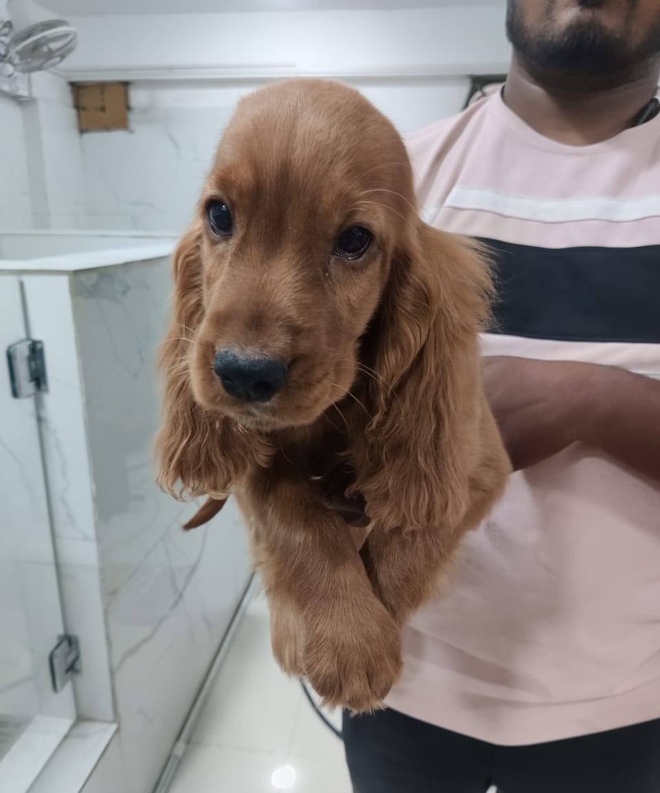 cocker spaniel dog price in ahmedabad