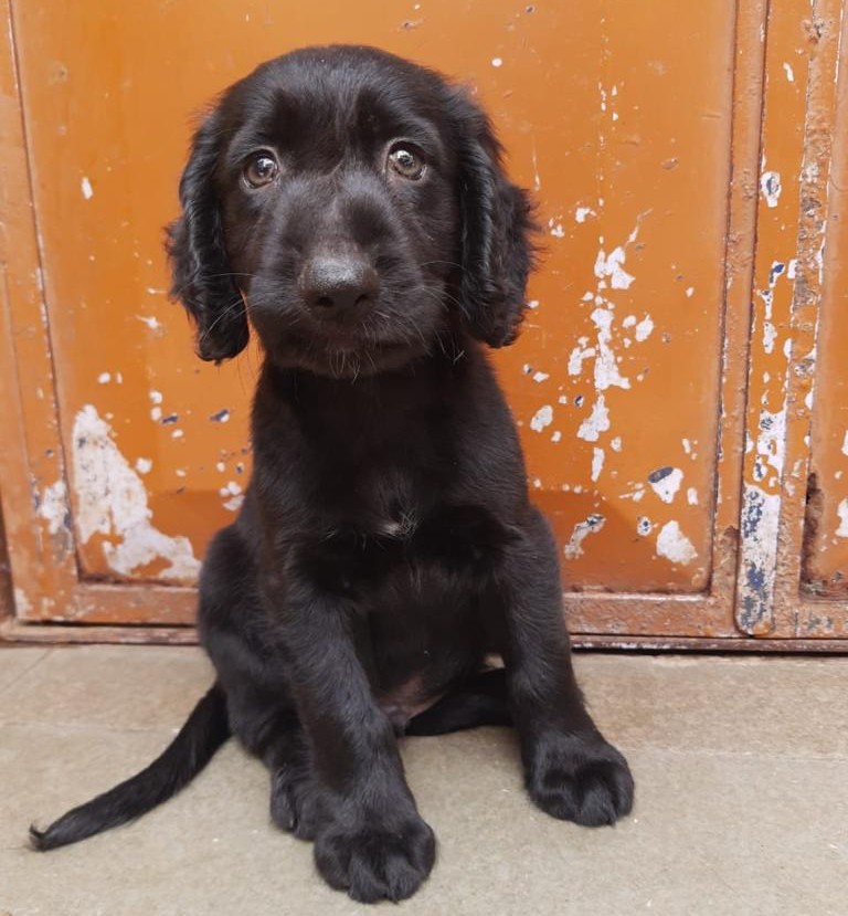 cocker spaniel pet shop in ahmedabad