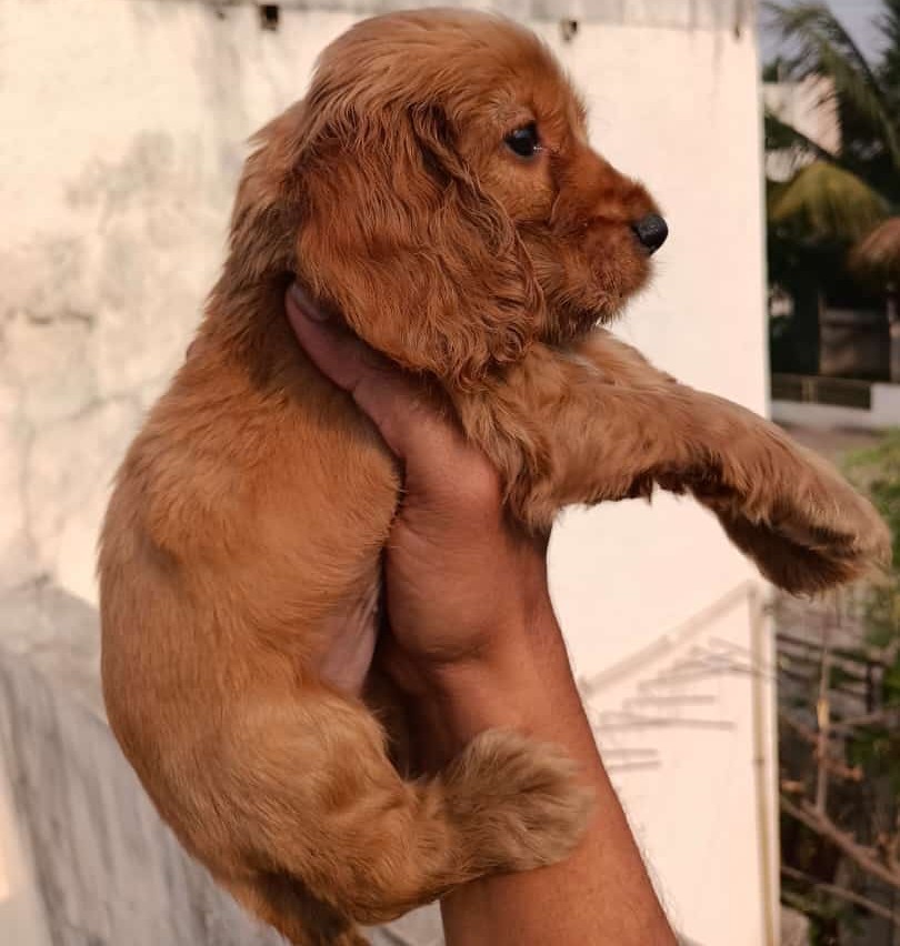 cocker spaniel dog kennel in ahmedabad