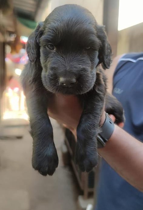 buy cocker spaniel puppies in ahmedabad