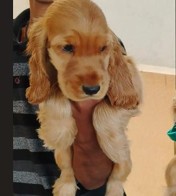 cocker spaniel puppies price in kolkata