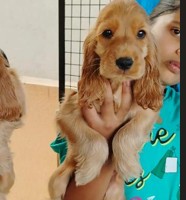 cocker spaniel dog for sale in kolkata