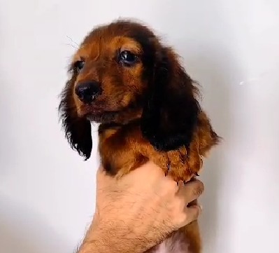 buy cocker spaniel puppy in kolkata