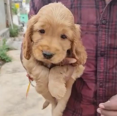 cocker spaniel pet shop in kolkata