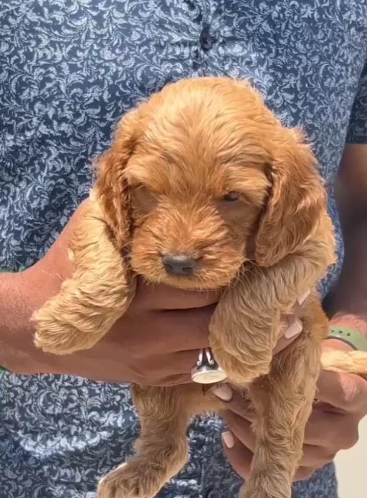 cocker spaniel dog breeder in hyderabad