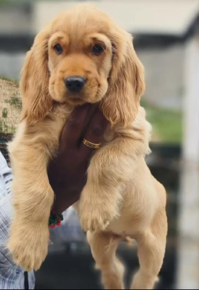 buy cocker spaniel puppies in hyderabad