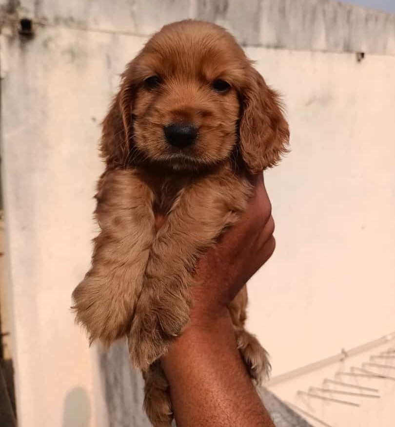 cocker spaniel puppy price in hyderabad