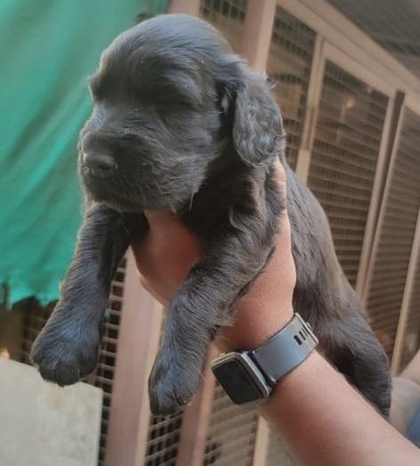 cocker spaniel dog price in hyderabad