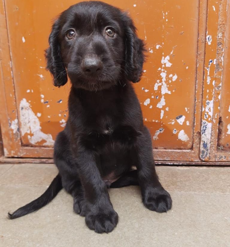 cocker spaniel puppies for sale online in hyderabad