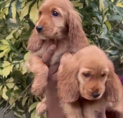 cocker spaniel puppies for sale online in goa