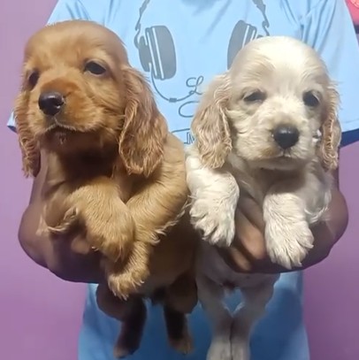 buy cocker spaniel puppy in goa