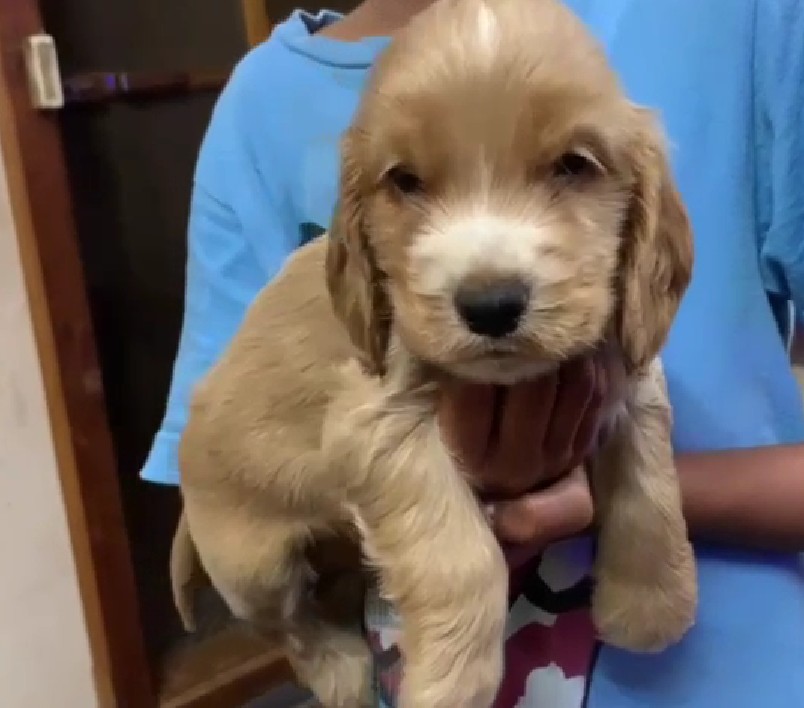 cocker spaniel dog price in goa