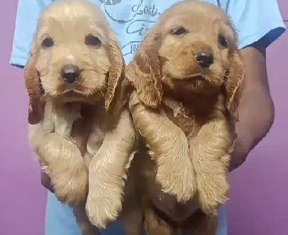 cocker spaniel dog kennel in goa