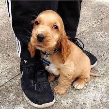 cocker spaniel dog breeder in jaipur
