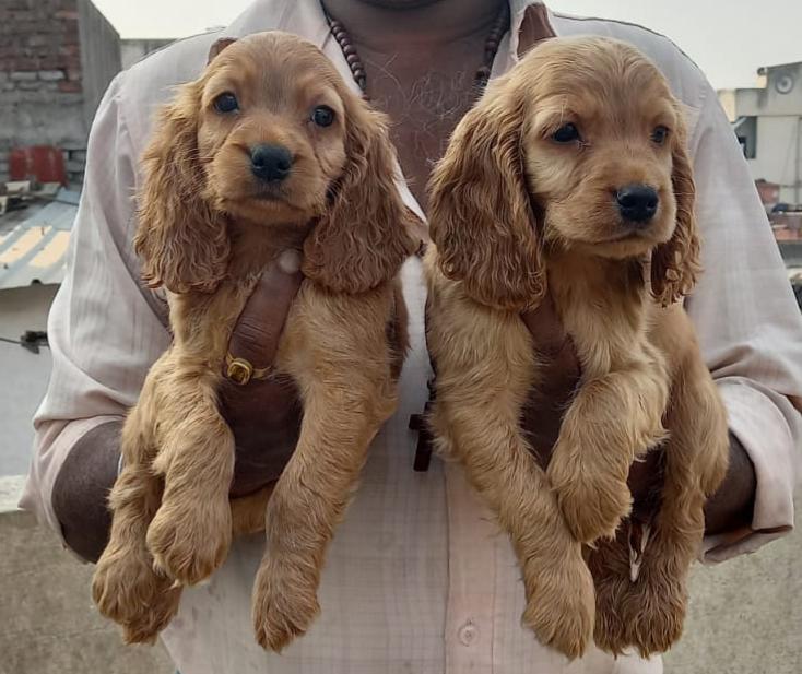 cocker spaniel dog price in jaipur