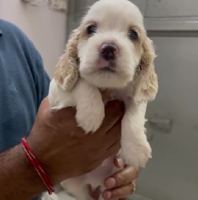 cocker spaniel pet shop in jaipur