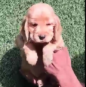 cocker spaniel puppies for sale online in jaipur